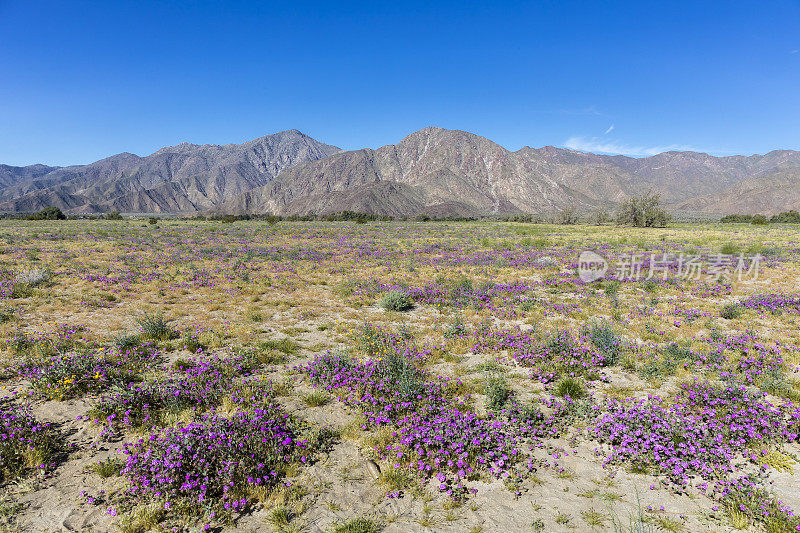 沙漠五点盛开的春天-安萨-博雷戈沙漠国家公园，加利福尼亚州