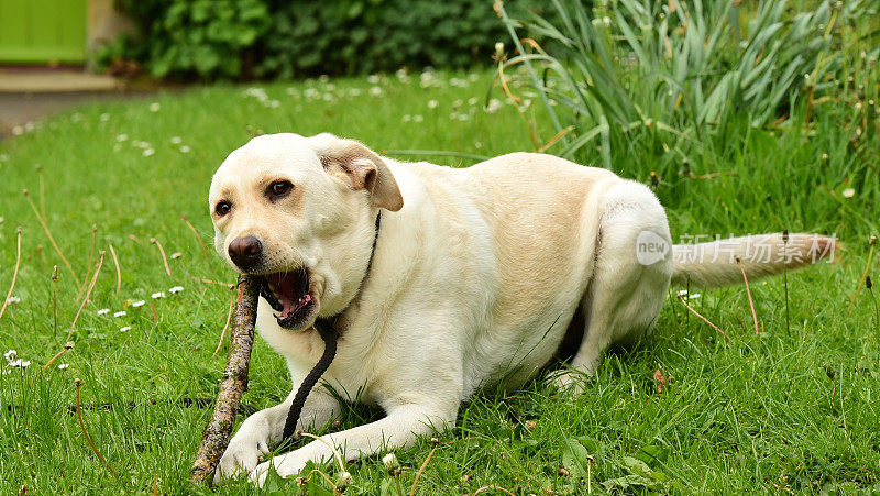 啃着一根棍子的拉布拉多寻回犬