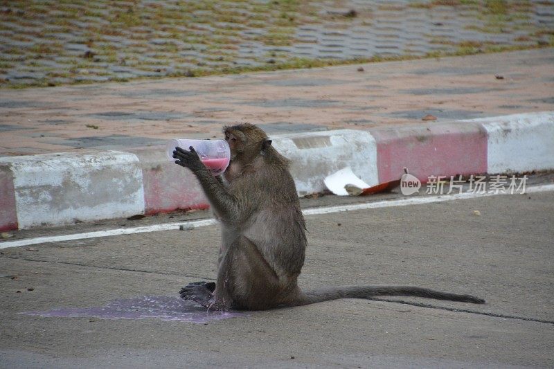 泰国，猴子在喝冰沙