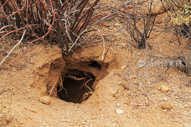 索诺兰沙漠中的动物洞穴