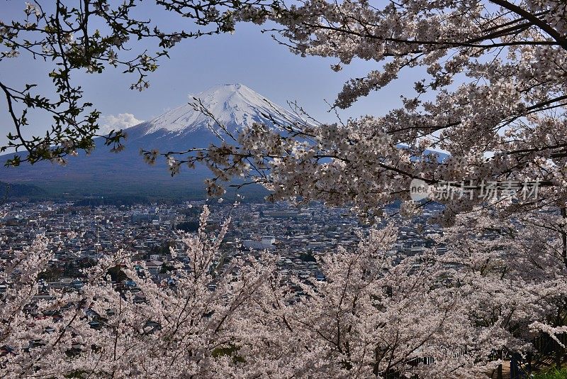 樱花盛开的富士山，取自富士吉田市