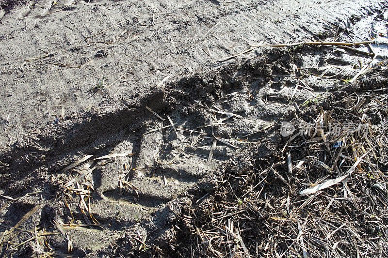 一辆车的泥里留下的脚印