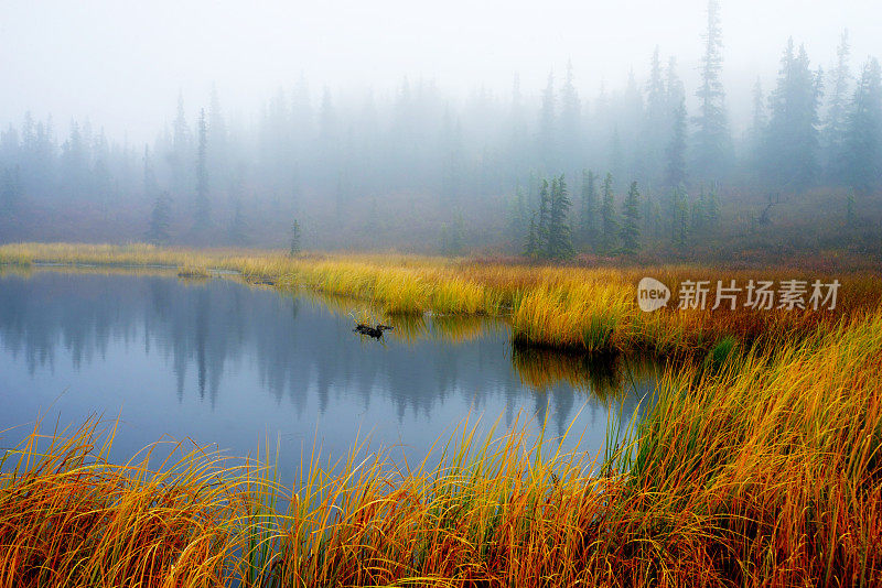 在阿拉斯加浓雾和金色草地下的水壶池塘。