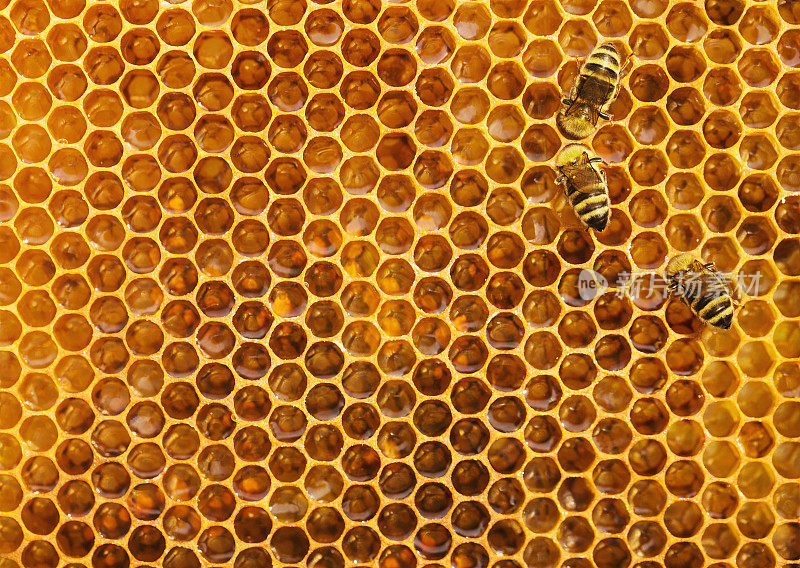蜂房里的蜜蜂