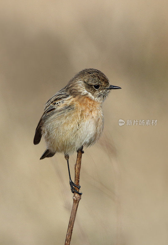 欧洲石鳖(石鳖)