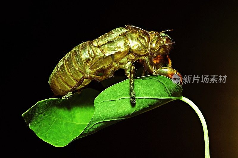 蝉在绿叶上蜕皮(黑色背景)