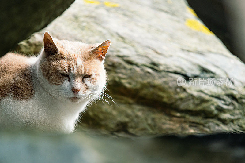 只流浪猫