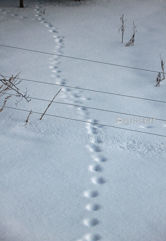 《雪地上》和《篱笆下》