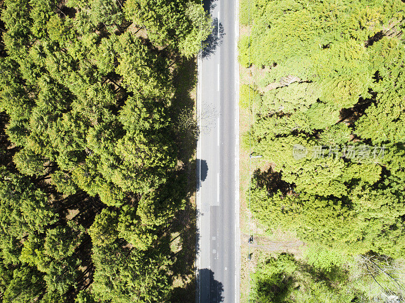 森林中笔直的道路鸟瞰图