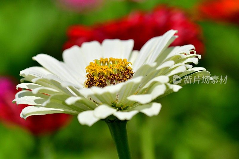 Zinnia花