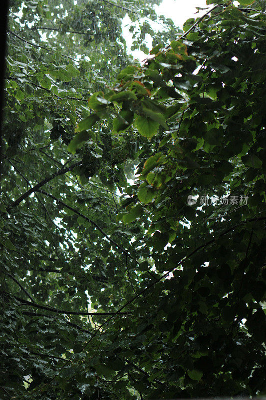 贝尔格莱德暴雨