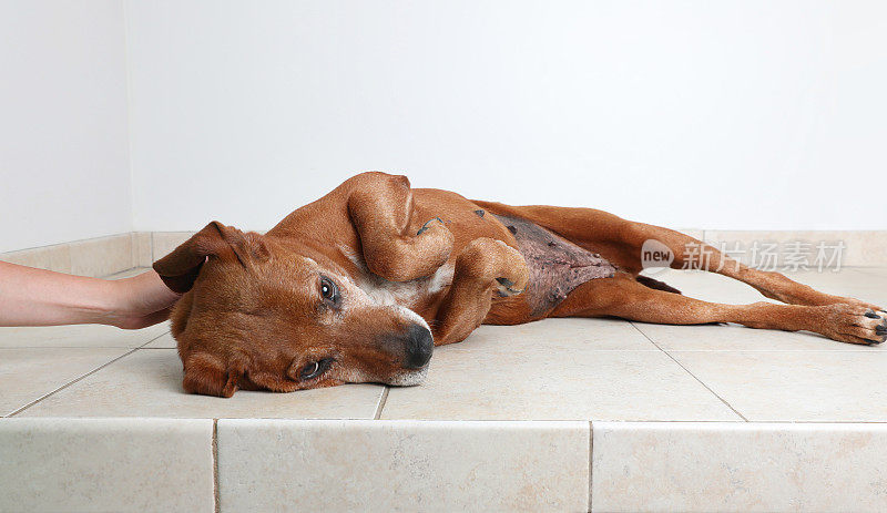 等待被领养的边境牧羊犬