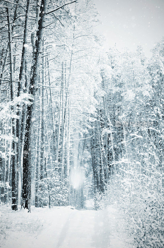 冬天的松林里有暴风雪