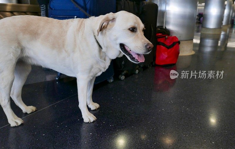 机场的拉布拉多寻回犬