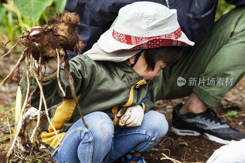 父亲和孩子在挖庄稼