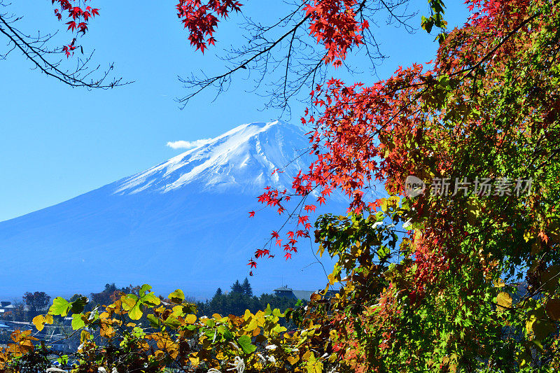 日本富士五湖地区的富士山和秋叶