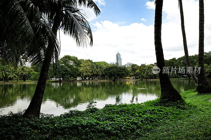 曼谷朗菲尼公园的湖滨风景和棕榈树