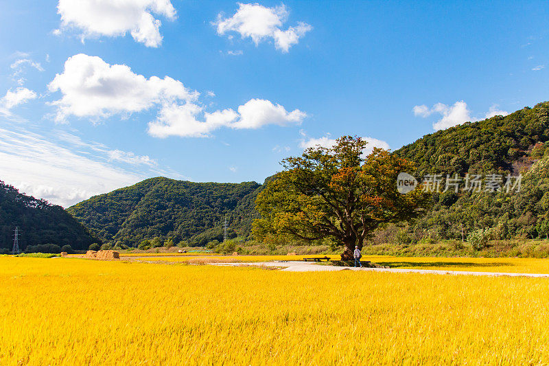 VH515韩国秋天稻田的景色