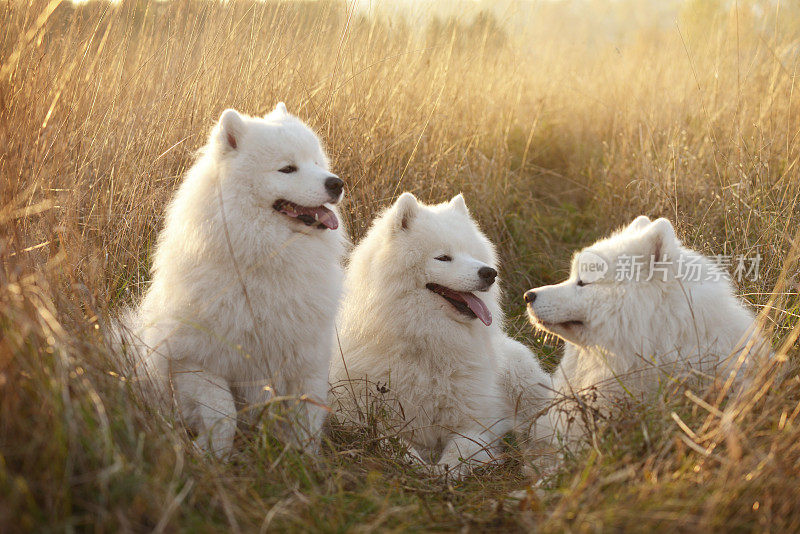 萨摩耶犬(秋天)