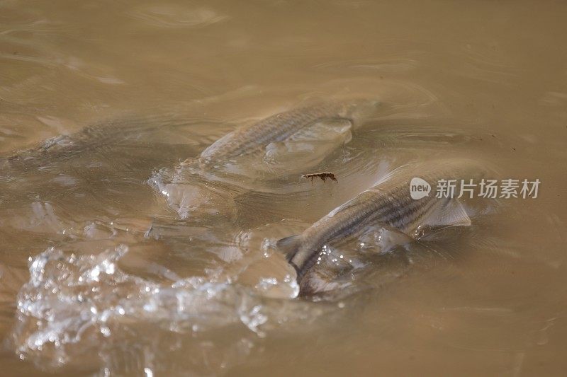 鱼在Llobregat河溅水