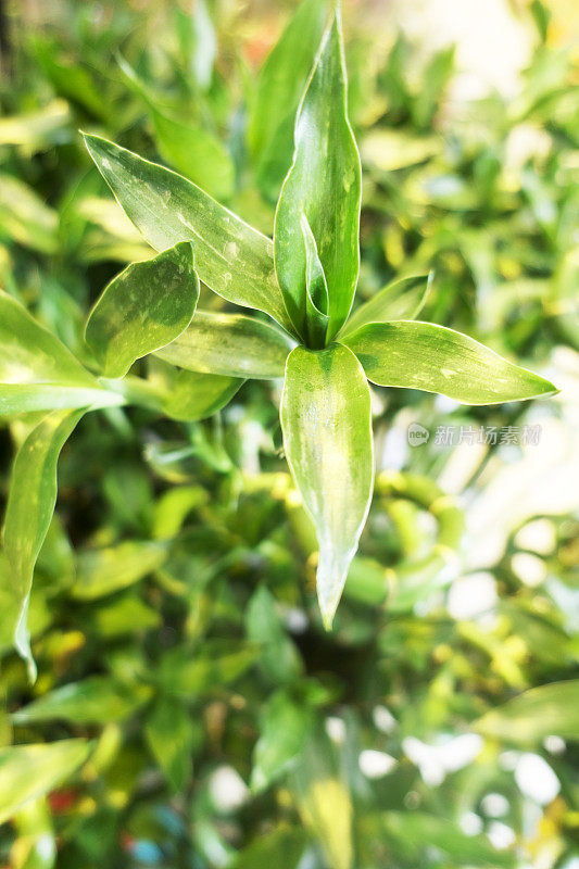 吉祥竹，装饰植物