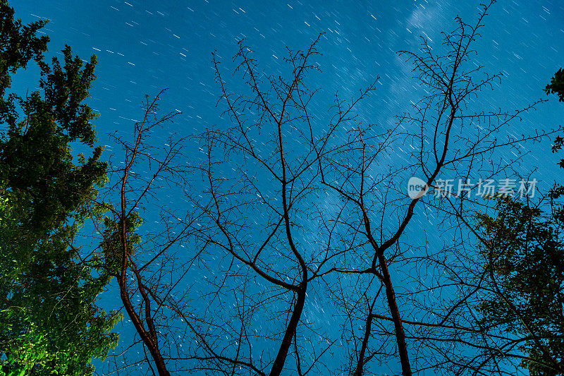 夜晚星空，银河与树枝