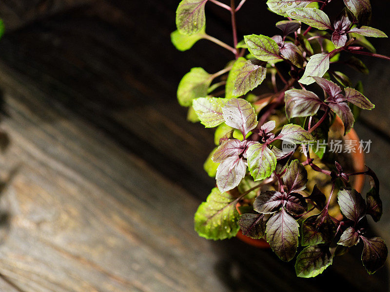 花盆里的罗勒植物