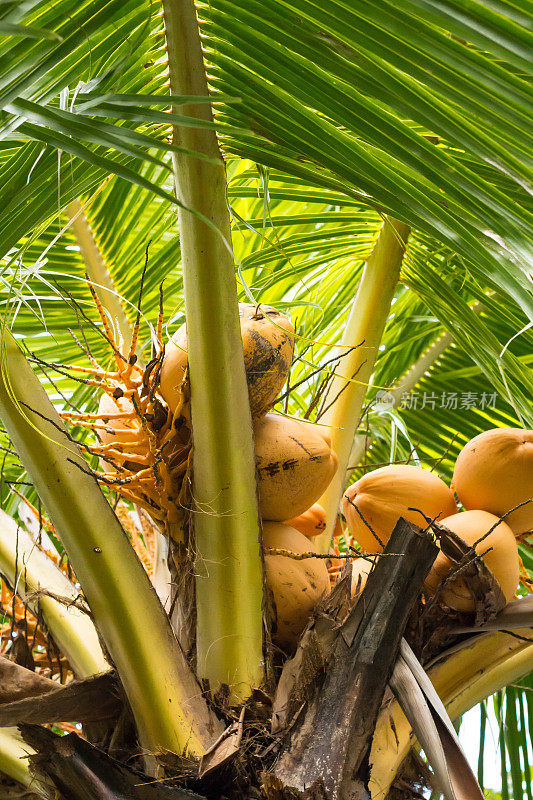 宏观的椰子树与绿叶和椰子在印度尼西亚的巴厘岛。