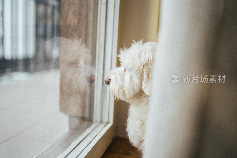 从窗户往外看的马耳他狗