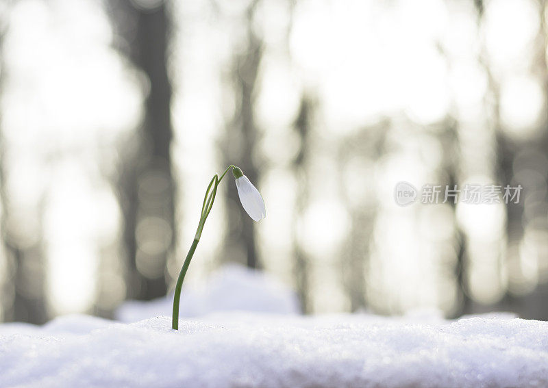 雪花莲在雪中生长，等待春天的到来