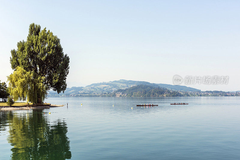 瑞士祖格州奥伯威尔镇祖格湖湖岸景观上的一棵树和独木舟