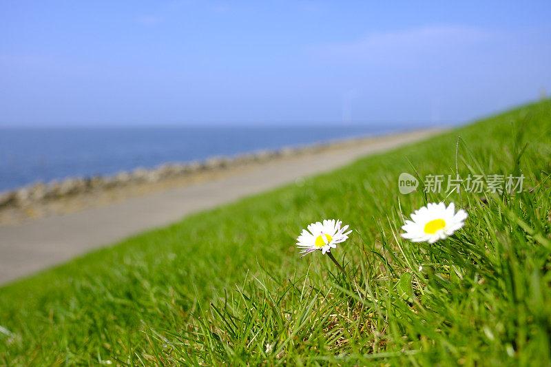 常见的雏菊，百合，盛开在堤岸上