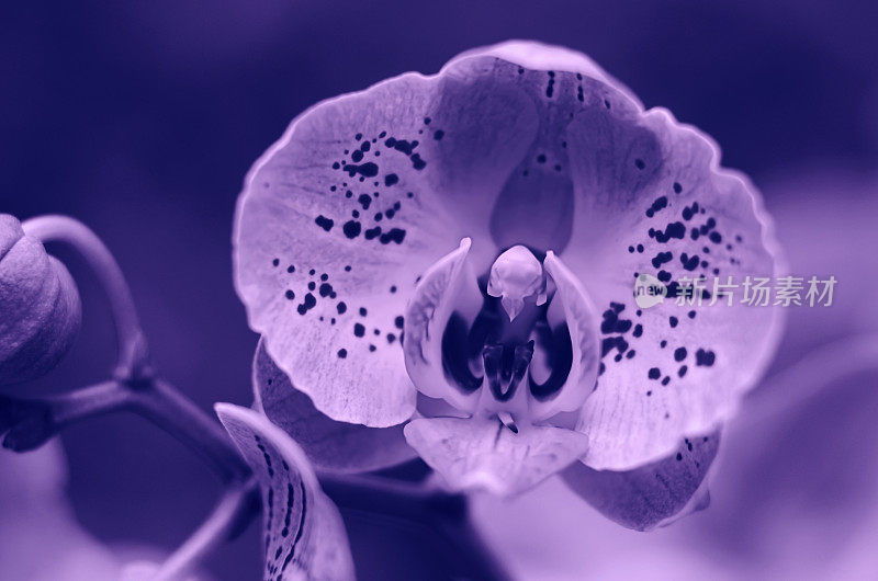 紫外光兰丁香紫花在热带花园微距摄影