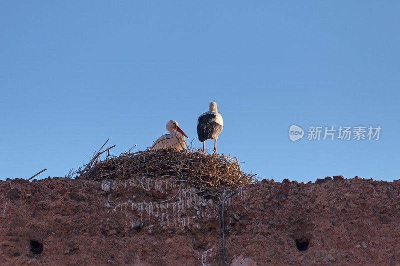 白鹳在巢中