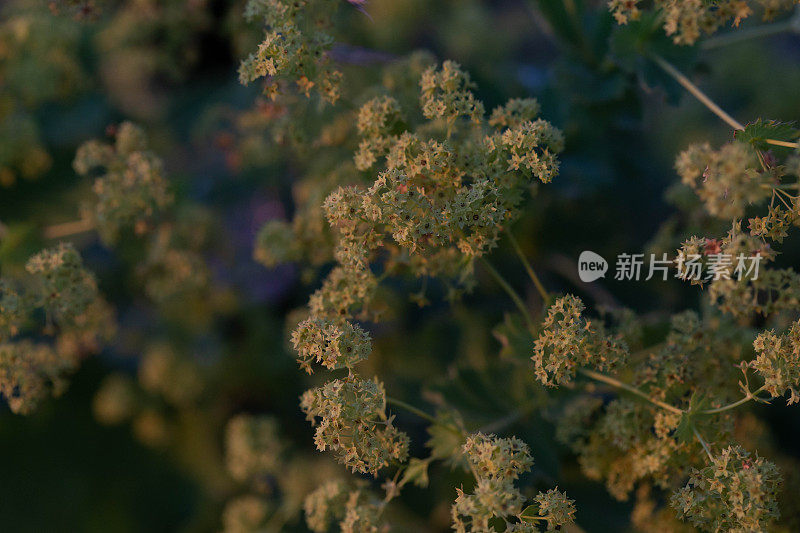 斗篷草鲜花