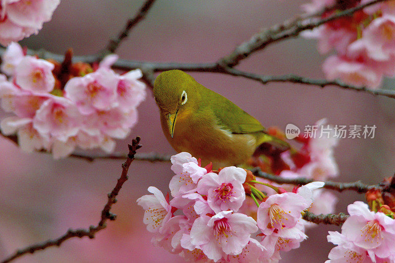 日本白眼睛享受吮吸樱花花蜜