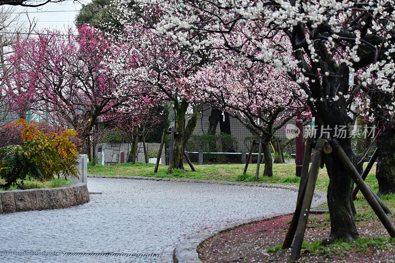 樱花盛开的日本公园，东京