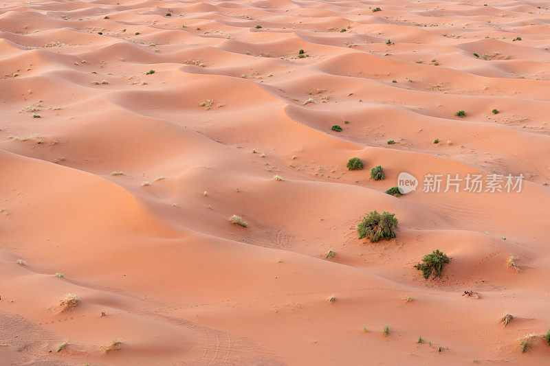 撒哈拉沙漠的日出。摩洛哥Merzouga沙漠中巨大的橙色沙状沙丘。