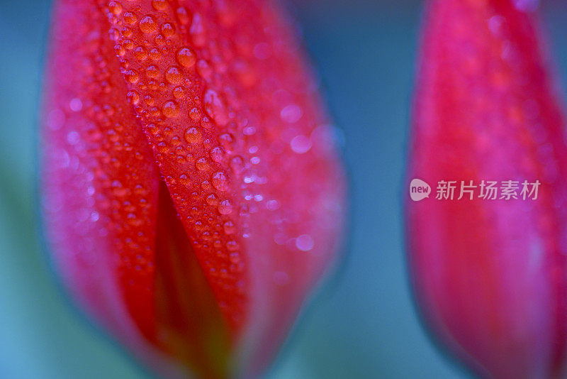 单朵郁金香与雨滴特写，加拿大