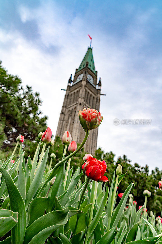 加拿大渥太华国会山的加拿大郁金香节