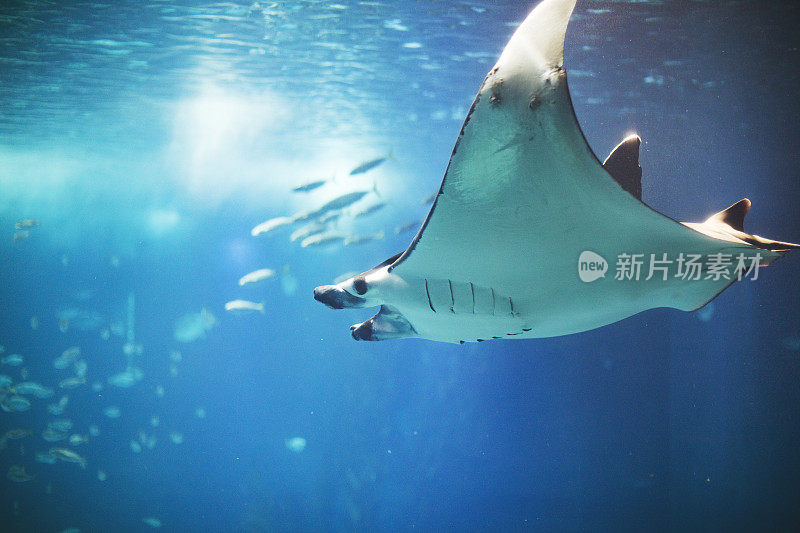 里斯本水族馆里的鱼