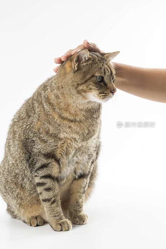 猫被女人的手抚摸着