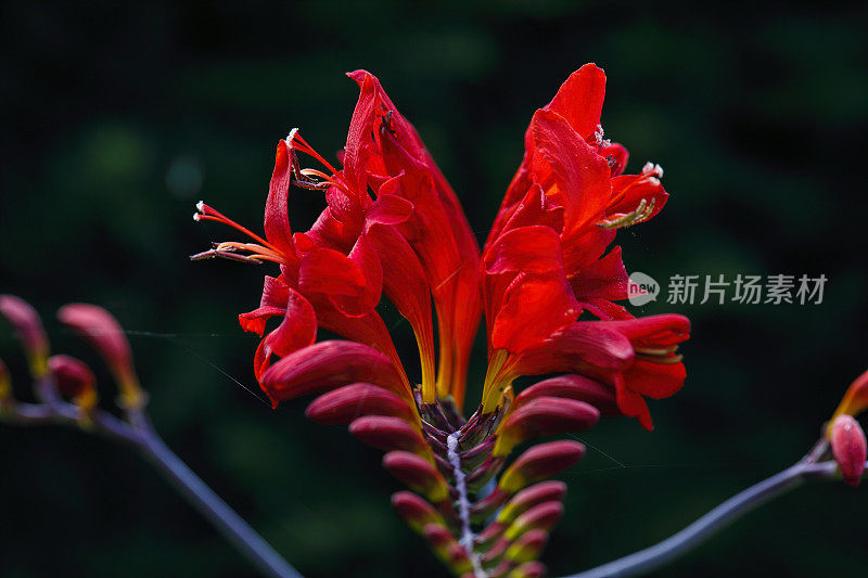 红色花园花Crocosmia路西法或montbretia
