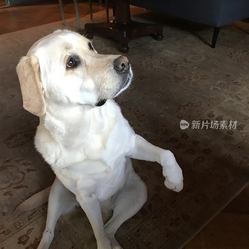 拉布拉多寻回犬