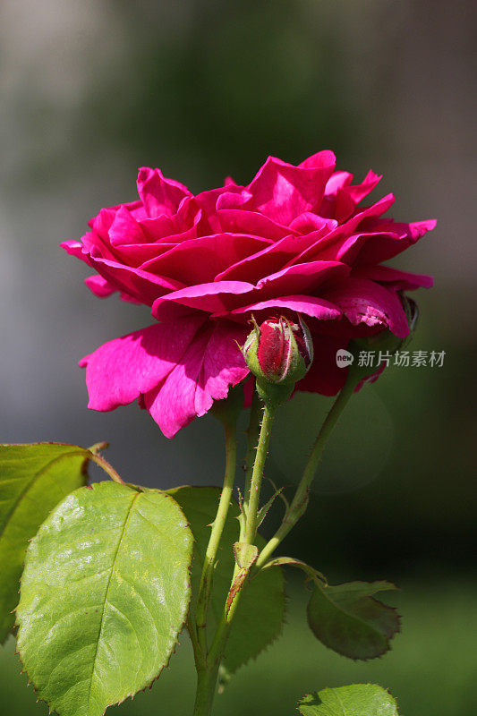 一束深粉色玫瑰的插花，在夏季花园中盛开的玫瑰以深红色的花瓣、茎、花和花蕾为背景，在园艺的背景下，情人节浪漫照片孤立的单玫瑰灌木生长在户外