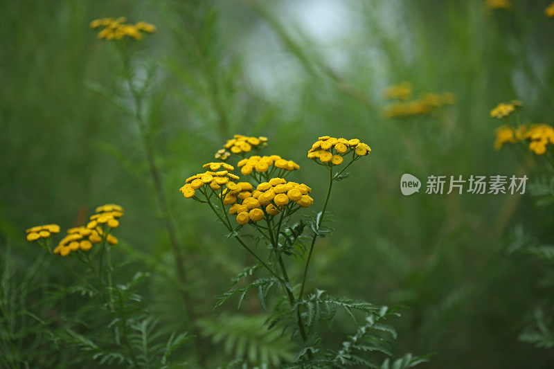 加拿大弗雷泽谷的普通唐茜