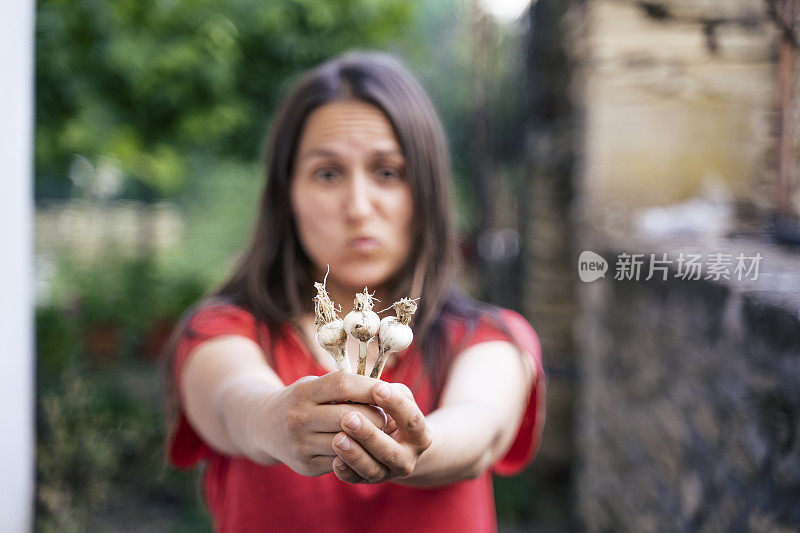 大蒜。照顾花园中的植物。园艺和农业。