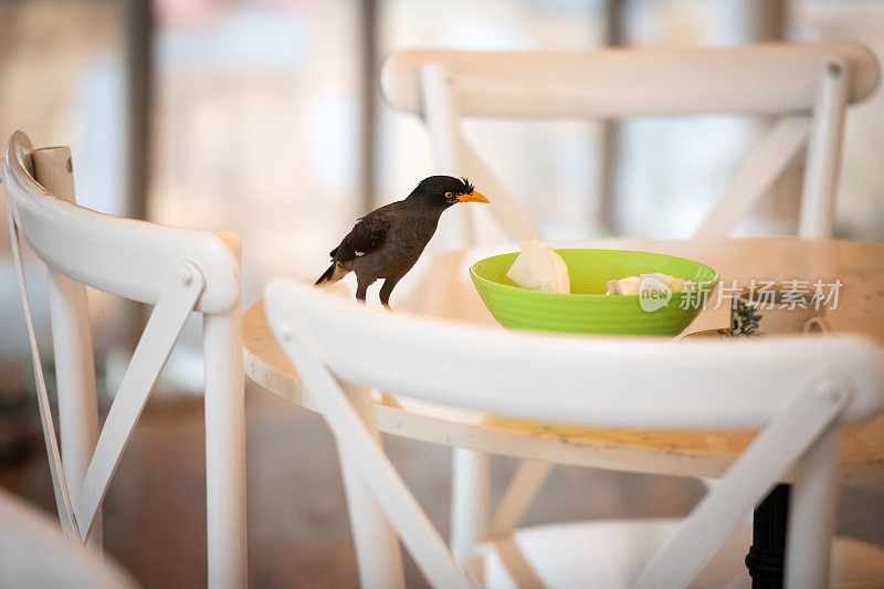 小鸟看着盘子里的剩菜