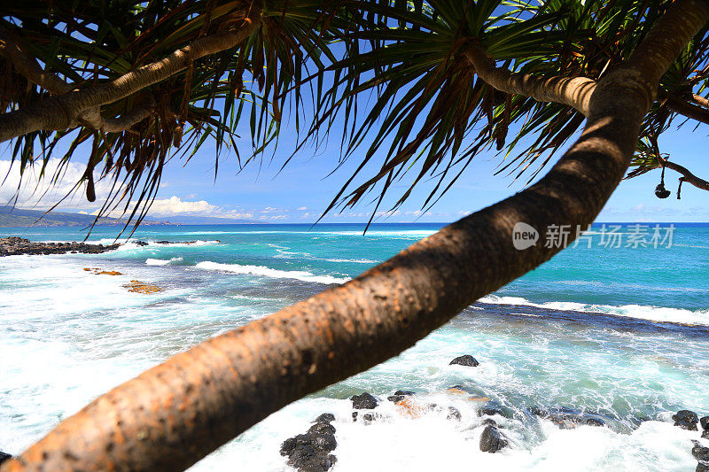 毛伊岛棕榈树