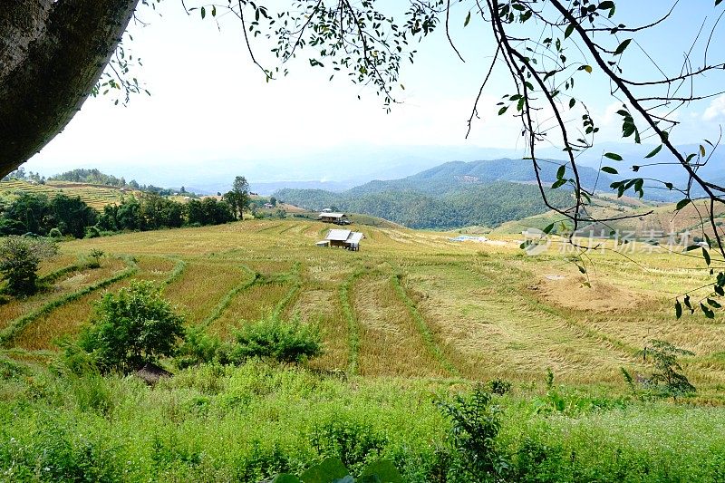 梯田上的稻田